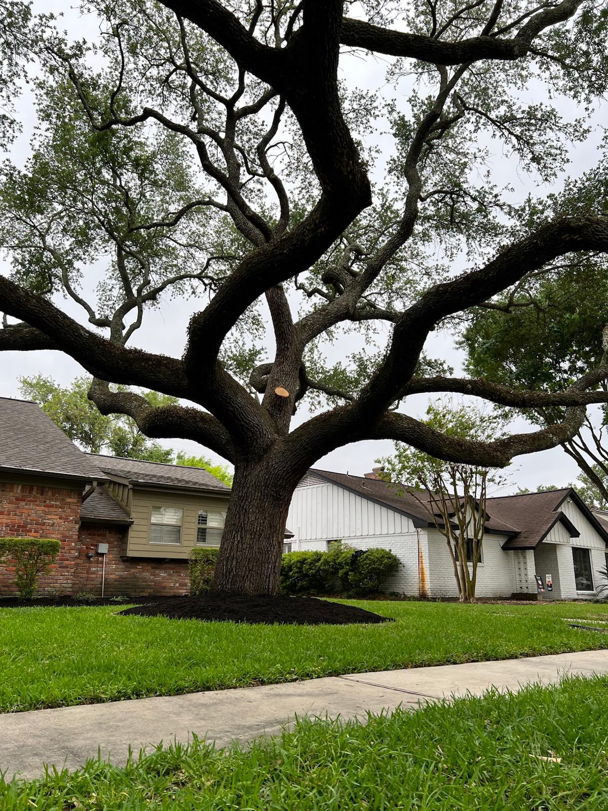 Mature oak tree trimmed by Future Remodeling crew